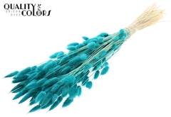 Lagurus Pr. Bl. Turquoise 70cm 100gram