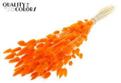 Lagurus Pr. Bl. Orange 70cm 100gram