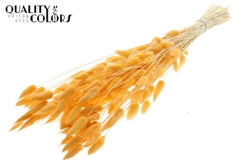 Lagurus Pr. Bl. Salmon 70cm 100gram
