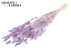 Lagurus Pr. Bl. Milka 70cm 100gram