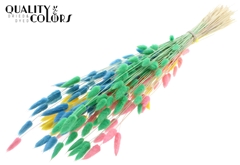 Lagurus Pr Bl Pastel Fl 70cm 100gram