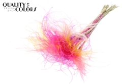 Stypha P Colourful 10 60cm