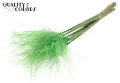 Stypha P Li. Green 60cm
