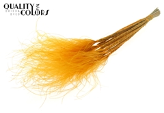 Stypha P Apricot 60cm