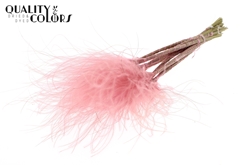 Stypha P Pastel Pink 60cm