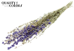 Delphi Dried Blue 70cm