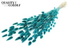 Lagurus Pr. Turquoise 70cm 100gram