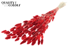 Lagurus Pr. Red 70cm 100gram