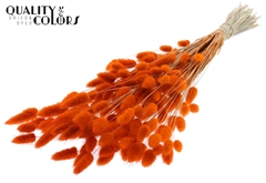 Lagurus Pr. Orange 70cm 100gram