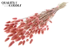 Lagurus Pr. Li. Pink 70cm 100gram