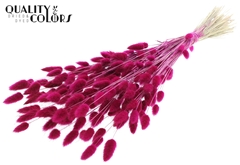Lagurus Pr. Lilac 70cm 100gram