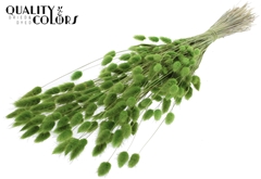 Lagurus Pr. Li. Green 70cm 100gram