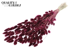 Lagurus Pr. Bordeaux 70cm 100gram