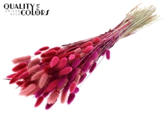 Lagurus Pr. Love Mix 70cm 100gram