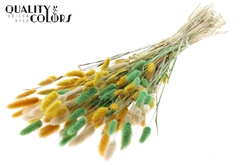 Lagurus Pr. Summer Mix 70cm 100gram