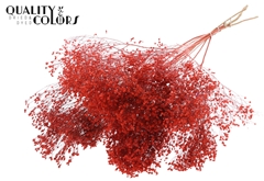 Broom Bl. Coral 50cm