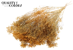Broom Bl. Apricot 50cm