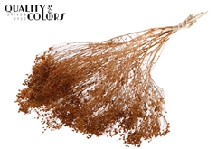 Broom Bl. Terra 50cm