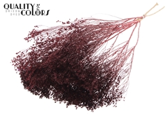 Broom Bl. Bordeaux 50cm