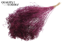 Broom Bl. Lilac 50cm