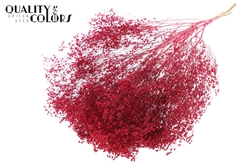Broom Bl. Cerise 50cm