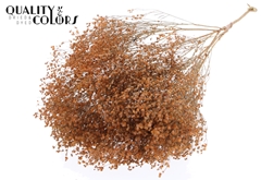 Broom Bl. Fr. Salmon 50cm