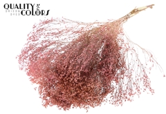 Broom Bl. Fr. Pink 50cm