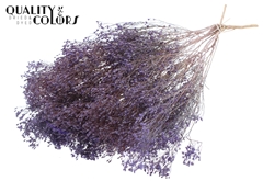 Broom Bl. Fr. Milka 50cm