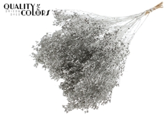 Broom Bl. Platina 50cm