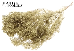 Broom Bl. Gold 50cm