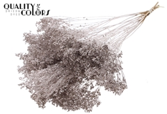 Broom Bl. Champagne 50cm