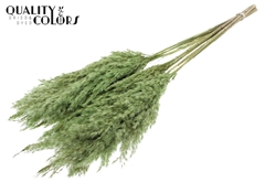 Pampas 70cm Li. Green 70cm