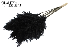 Pampas 70cm Black 70cm