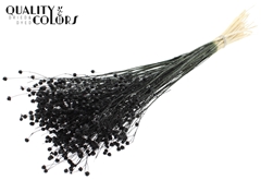 Lino Vlas Bl Black 70cm