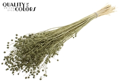 Lino Vlas Bl Olive 70cm