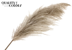 Pampas 1,75m Natural 175cm