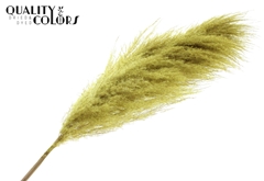 Pampas 1,75m Yellow 175cm