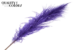 Pampas 1,75m Purple 175cm
