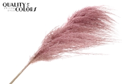 Pampas 1,75m Li. Pink 175cm