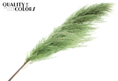 Pampas 1,75m Li. Green 175cm