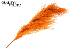 Pampas 1,75m Orange 175cm