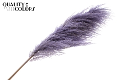 Pampas 1,75m Milka 175cm