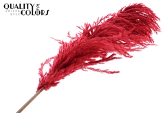 Pampas 1,75m Red 175cm