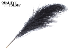 Pampas 1,75m Black 175cm
