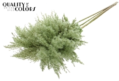 Pampas 1m Li. Green 100cm