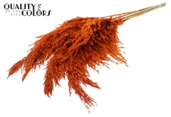 Pampas 1m Orange 100cm