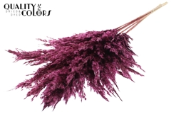 Pampas 1m Bordeaux 100cm