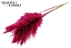 Pampas 1m Cerise 100cm
