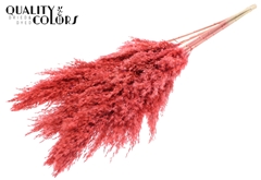 Pampas 1m Coral 100cm
