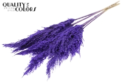 Pampas 1m Fr Purple 100cm